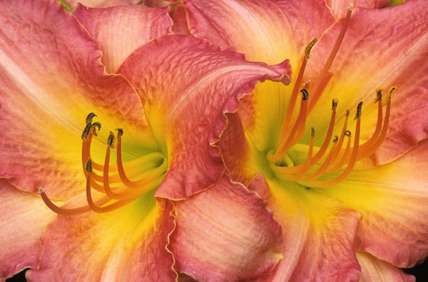 Striking closeup of a pair of vibrant pink daylily blossoms (Hemerocallis). Reproductive parts of flower (pistil and pollen-bearing stamens) extend outward from center of bright yellow throat.