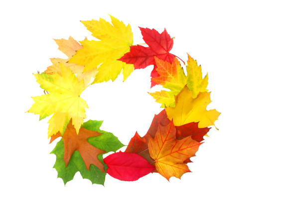 Wreath of autumn leaves on white