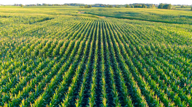 istock Idyllic rural corn field in late July 1258001221
