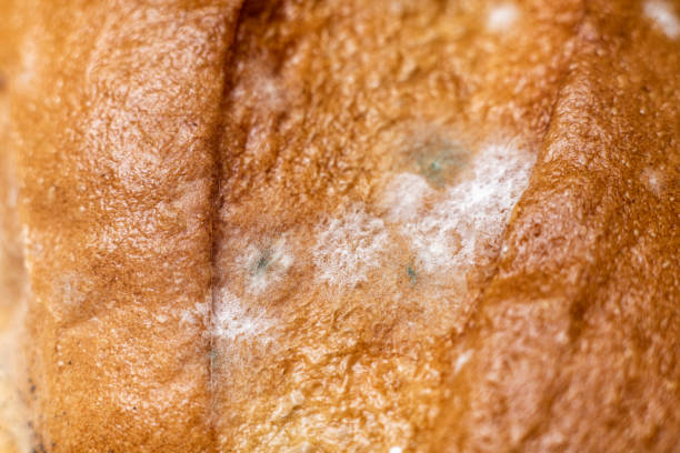 istock close-up of white bread covered with mold. spoiled mold loaf 1258001433