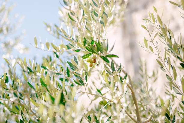istock Ripe black olives on the branches of the tree. 1258001478