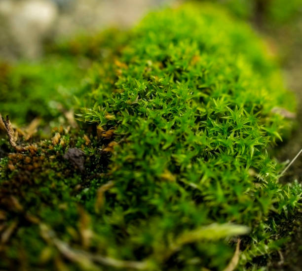istock Green moss in the forest close-up. Natural background 1258001731
