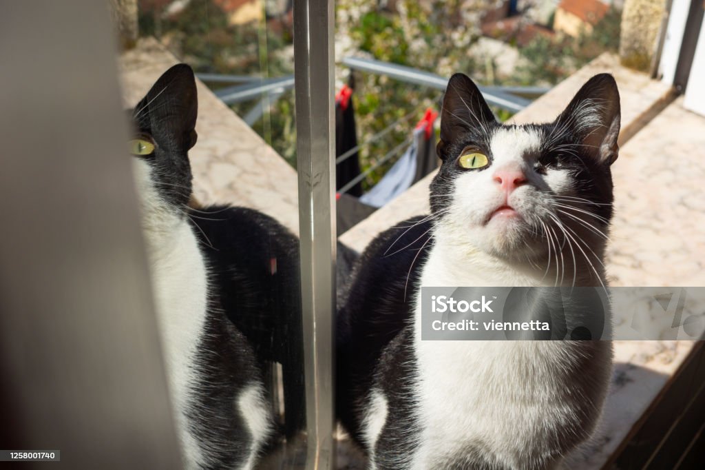 Kucing Hitam Putih Bermata Satu Duduk Di Ambang Jendela Cerah Dengan