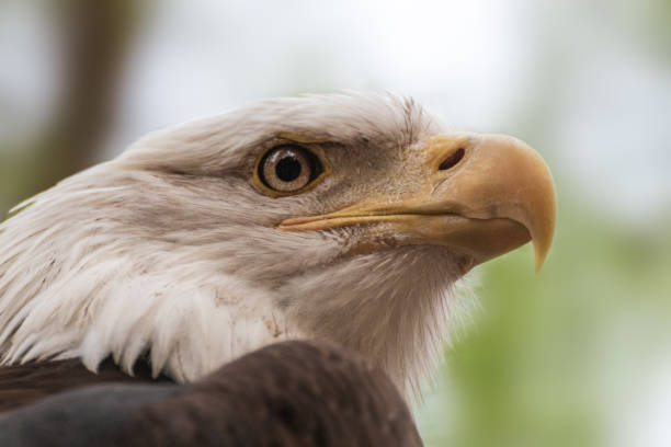istock Portrait of a bald eagle wild life close-up 1258003431