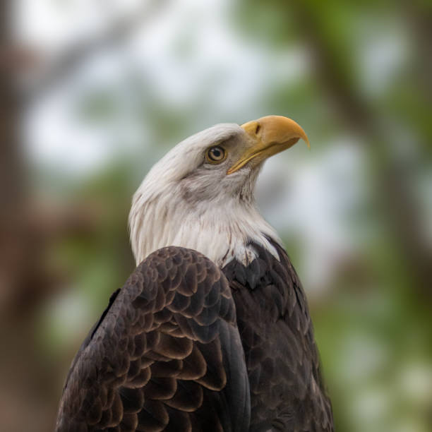 istock Portrait of a bald eagle wild life close-up 1258003439