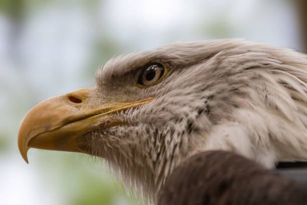 istock Portrait of a bald eagle wild life close-up 1258003531