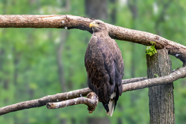 istock Golden eagle head close-up on blurry background 1258003532