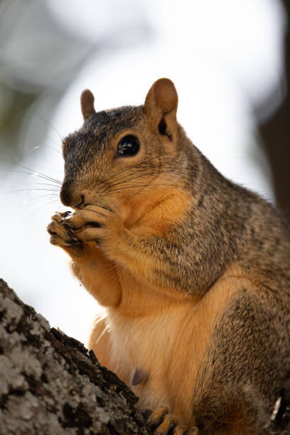 istock Close Up Of A Squirrel 1258004452