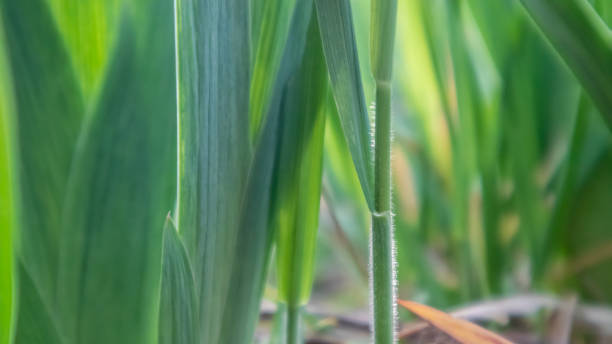 istock Green young grass leaves growing in spring closeup 1258004619