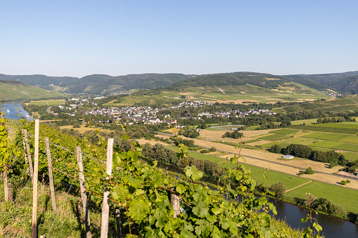 Scenic view on river Moselle valley with vineyard in  foreground