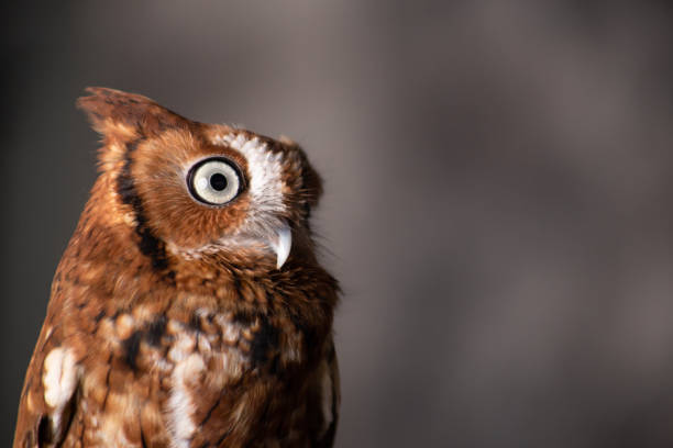 hibou de screech - red owl screech owl animal photos et images de collection