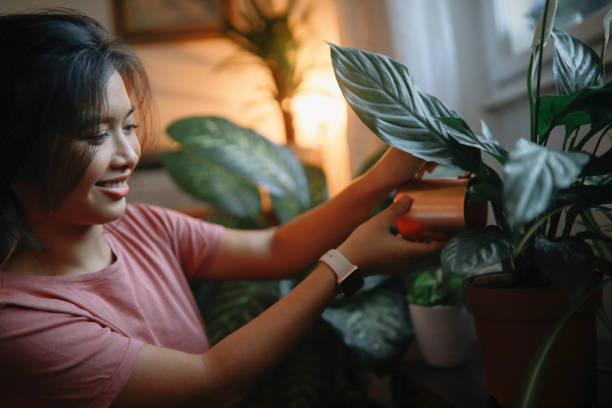 istock Watering plants in the home garden 1258005642