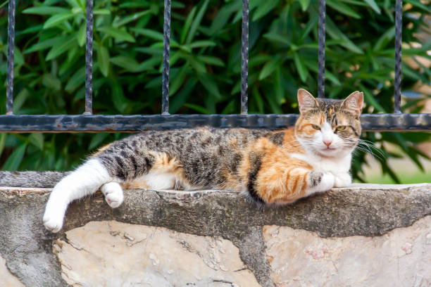 istock The street cat is lying on the Wall 1258005650