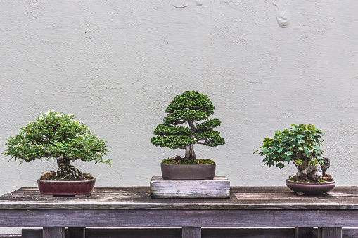 Three Bonsai Trees displayed on a weathered wood table