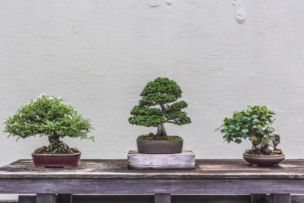 Bonsai Display Three Bonsai Trees displayed on a weathered wood table bonsai tree stock pictures, royalty-free photos & images