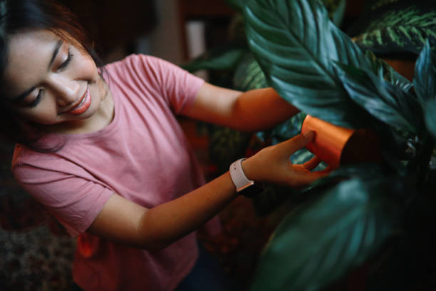 istock Watering plants in the home garden 1258005699