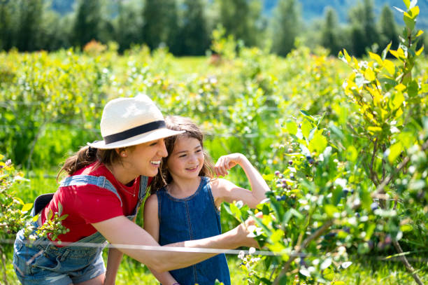 istock Mother and daughter blueberry picking 1258005701