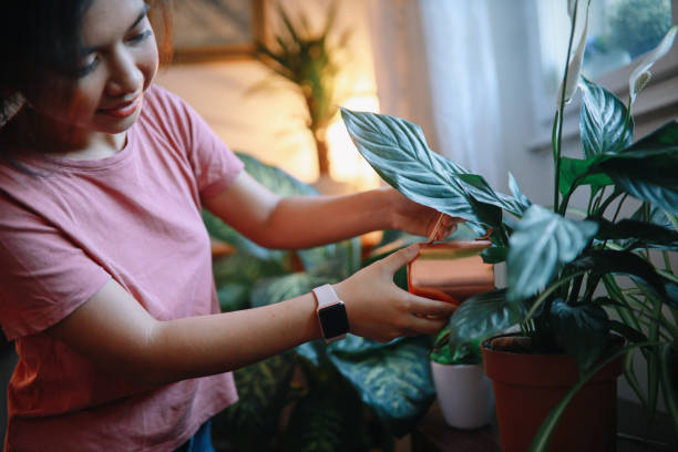 istock Watering plants in the home garden 1258005734