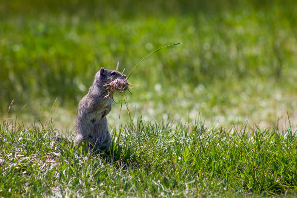 istock Prairie Dog Eating Grass 1258006563