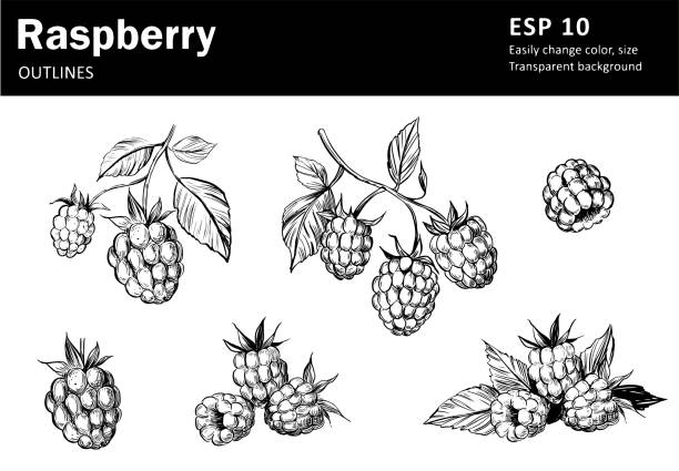ilustrações de stock, clip art, desenhos animados e ícones de set of raspberry sketch. black vector outline on transparent background - framboesa