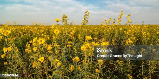 Maximillian Sunflower Tallgrass Prairie Preserve Stock Photo - Download Image Now