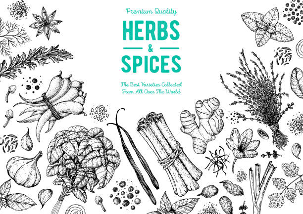 Herbs and spices hand drawn vector illustration. Aromatic plants. Hand drawn food sketch. Great for package. Vintage illustration. Card design. Sketch style. Spice and herbs black and white design. Herbs and spices hand drawn vector illustration. Aromatic plants. Hand drawn food sketch. Great for package. Vintage illustration. Card design. Sketch style. Spice and herbs black and white design. cinnamon stick spice food stock illustrations
