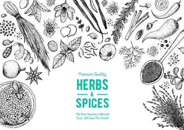 Herbs and spices hand drawn vector illustration. Aromatic plants. Hand drawn food sketch. Vintage illustration. Card design. Sketch style. Spice and herbs black and white design. Herbs and spices hand drawn vector illustration. Aromatic plants. Hand drawn food sketch. Vintage illustration. Card design. Sketch style. Spice and herbs black and white design. seasoning stock illustrations