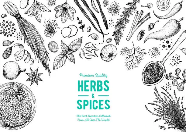 Vector illustration of Herbs and spices hand drawn vector illustration. Aromatic plants. Hand drawn food sketch. Vintage illustration. Card design. Sketch style. Spice and herbs black and white design.