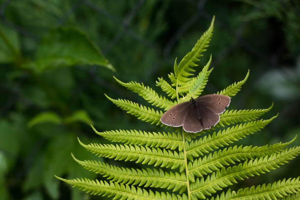 a grey-brown butterfly sits on a fern leaf on a blurred green background.the butterfly has spread its wings