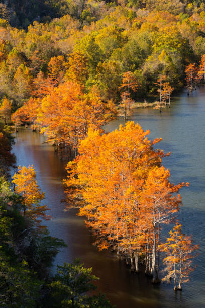 Bald Cypress Trees, Autumn, Beavers Bend State Park stock photo