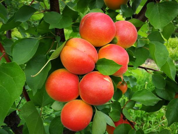 istock A group of apricots on an apricot tree 1258008367