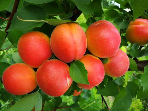 istock A group of apricots on an apricot tree 1258008909