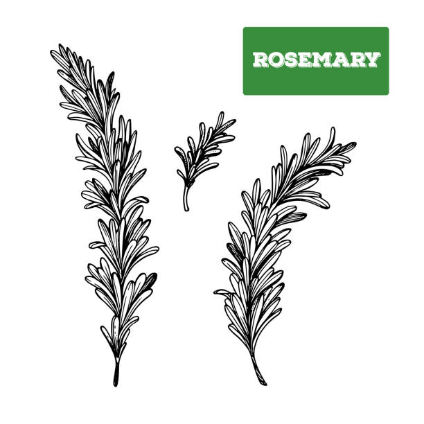 illustrazioni stock, clip art, cartoni animati e icone di tendenza di illustrazione vettoriale disegnata a mano in rosmarino. schizzo isolato di rosmarino. illustrazione incisa. spezia al rosmarino. bianco e nero. - rosemary spice ingredient plant