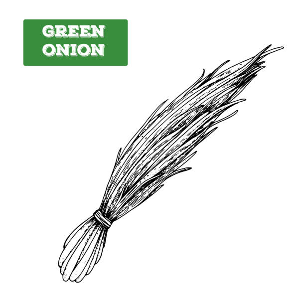 ilustrações de stock, clip art, desenhos animados e ícones de green onion hand drawn vector illustration. isolated sketch of chives. engraved illustration. bunch of onion. black and white. - chive white onion backgrounds