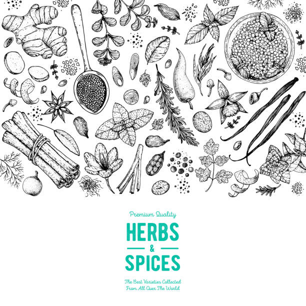 Herbs and spices hand drawn vector illustration. Aromatic plants. Hand drawn food sketch. Great for package. Vintage illustration. Card design. Sketch style. Spice and herbs black and white design. Herbs and spices hand drawn vector illustration. Aromatic plants. Hand drawn food sketch. Great for package. Vintage illustration. Card design. Sketch style. Spice and herbs black and white design. cinnamon stick spice food stock illustrations