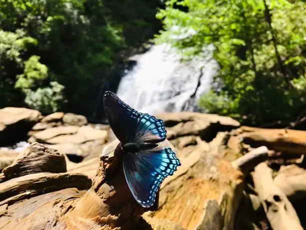 Butterfly in front of a waterfall