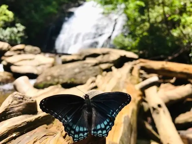 Butterfly in front of a waterfall