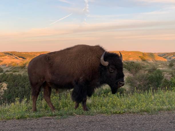 istock Bison in the Badlands 1258011515