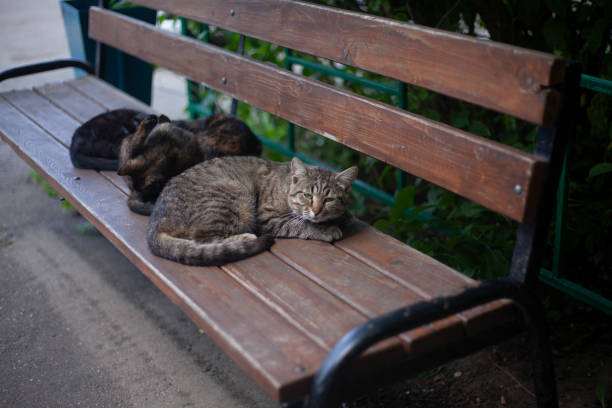 istock Homeless cats on the street. 1258011665