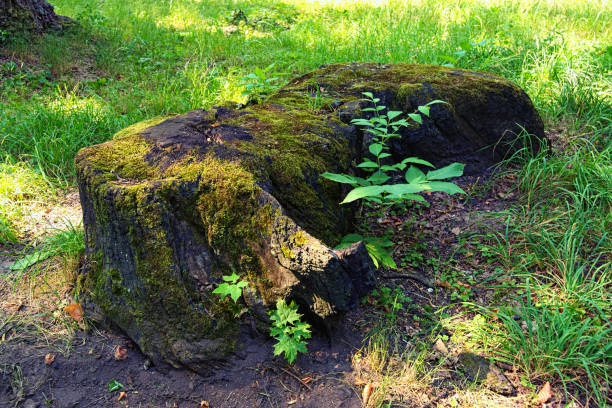 Wide angle view of old tree stump covered with moss. Old rotten tree stump. Almost declined tree stump moss wrapped. Blurred green grass in the background. Summer sunny day.