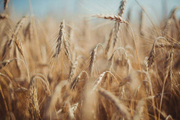 밀 주위 - homegrown produce wheat organic crop 뉴스 사진 이미지