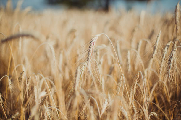 wheat all around - homegrown produce wheat organic crop imagens e fotografias de stock