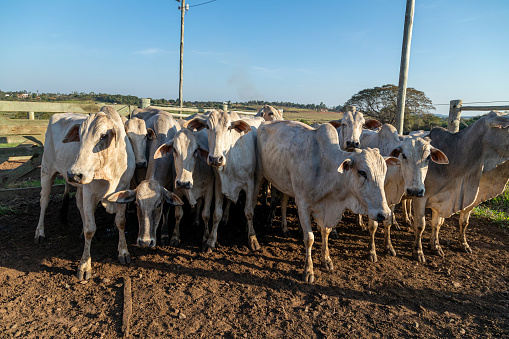 Livestock in confinement, oxen, cows, sunny day.