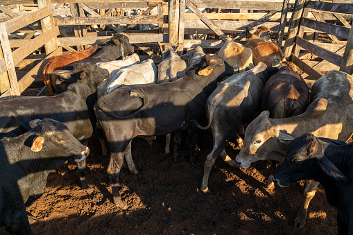 Livestock in confinement, oxen, cows, sunny day.