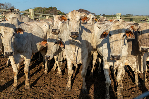 Livestock in confinement, oxen, cows, sunny day.