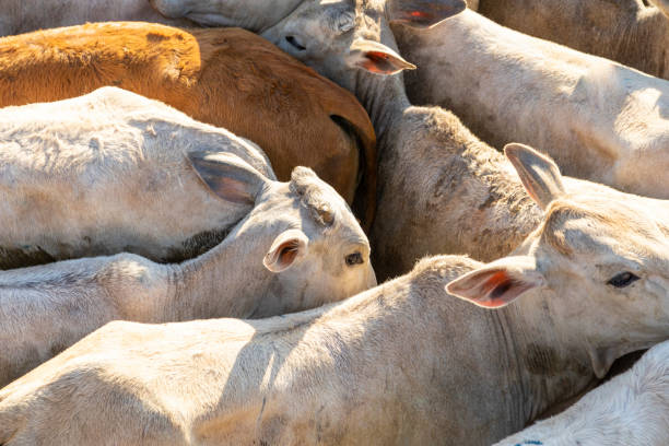 istock Livestock in confinement, oxen, cows, sunny day 1258014900
