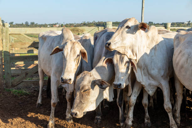 istock Livestock in confinement, oxen, cows, sunny day 1258014902