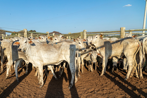 Livestock in confinement, oxen, cows, sunny day.