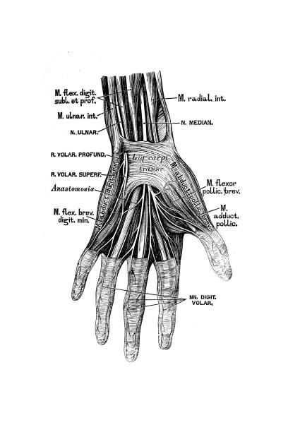 istock The nerves on the palm side of the hand 1258018115