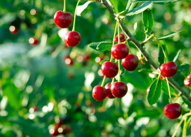 Cherry branch. Red ripe berries on the cherry tree. Crop time. Harvesting season Cherry branch. Red ripe berries on the cherry tree. Green background. Crop time. Harvesting season cherry tree stock pictures, royalty-free photos & images